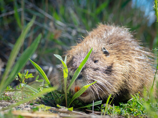 The swamp rat AKA Koypu or Nutria