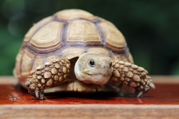 African Sulcata Tortoise Natural Habitat,Close up African spurred tortoise resting in the garden, Slow life ,Africa spurred tortoise sunbathe on ground with his protective shell ,Beautiful Tortoise
