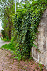 Du lierre pousse sur un mur en béton, au loin la rue continue. Il y a deux poubelles, une verte une jaune.