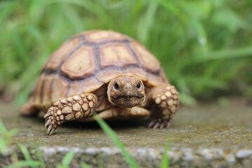 African Sulcata Tortoise Natural Habitat,Close up African spurred tortoise resting in the garden, Slow life ,Africa spurred tortoise sunbathe on ground with his protective shell ,Beautiful Tortoise