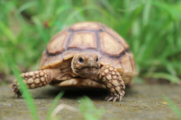 African Sulcata Tortoise Natural Habitat,Close up African spurred tortoise resting in the garden, Slow life ,Africa spurred tortoise sunbathe on ground with his protective shell ,Beautiful Tortoise