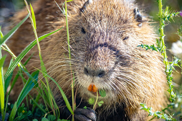 The swamp rat AKA Koypu or Nutria