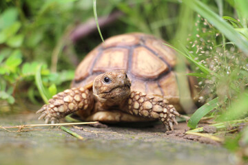 African Sulcata Tortoise Natural Habitat,Close up African spurred tortoise resting in the garden, Slow life ,Africa spurred tortoise sunbathe on ground with his protective shell ,Beautiful Tortoise