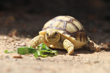 African Sulcata Tortoise Natural Habitat,Close up African spurred tortoise resting in the garden, Slow life ,Africa spurred tortoise sunbathe on ground with his protective shell ,Beautiful Tortoise