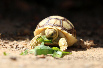 Fototapeta premium African Sulcata Tortoise Natural Habitat,Close up African spurred tortoise resting in the garden, Slow life ,Africa spurred tortoise sunbathe on ground with his protective shell ,Beautiful Tortoise