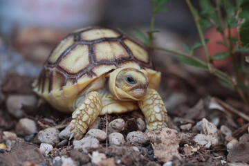 African Sulcata Tortoise Natural Habitat,Close up African spurred tortoise resting in the garden, Slow life ,Africa spurred tortoise sunbathe on ground with his protective shell ,Beautiful Tortoise