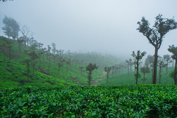 Valparai is a hill station in the south Indian state of Tamil Nadu. Nallamudi Viewpoint has vistas of the Anamalai Hills in the Western Ghats and surrounding tea estates. To the northwest, in Kerala.
