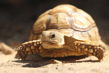 African Sulcata Tortoise Natural Habitat,Close up African spurred tortoise resting in the garden, Slow life ,Africa spurred tortoise sunbathe on ground with his protective shell ,Beautiful Tortoise