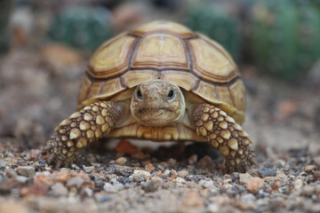 African Sulcata Tortoise Natural Habitat,Close up African spurred tortoise resting in the garden, Slow life ,Africa spurred tortoise sunbathe on ground with his protective shell ,Beautiful Tortoise