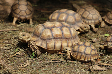African Sulcata Tortoise Natural Habitat,Close up African spurred tortoise resting in the garden, Slow life ,Africa spurred tortoise sunbathe on ground with his protective shell ,Beautiful Tortoise