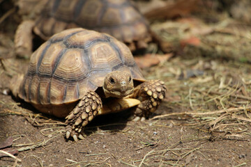 African Sulcata Tortoise Natural Habitat,Close up African spurred tortoise resting in the garden, Slow life ,Africa spurred tortoise sunbathe on ground with his protective shell ,Beautiful Tortoise