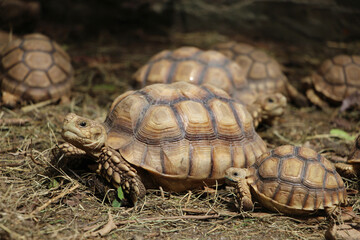 African Sulcata Tortoise Natural Habitat,Close up African spurred tortoise resting in the garden, Slow life ,Africa spurred tortoise sunbathe on ground with his protective shell ,Beautiful Tortoise