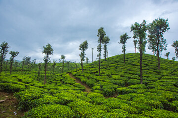 Valparai is a hill station in the south Indian state of Tamil Nadu. Nallamudi Viewpoint has vistas of the Anamalai Hills in the Western Ghats and surrounding tea estates. To the northwest, in Kerala.