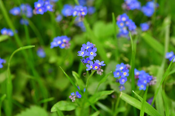 Very nice blue forget-me-not flowers in our rock 