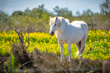 Obraz na płótnie Canvas Camargue horse in the middle of flower field
