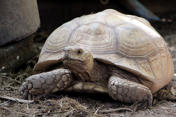 African Sulcata Tortoise Natural Habitat,Close up African spurred tortoise resting in the garden, Slow life ,Africa spurred tortoise sunbathe on ground with his protective shell ,Beautiful Tortoise