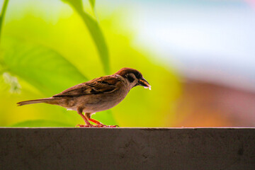 Eurasian Tree Sparrow