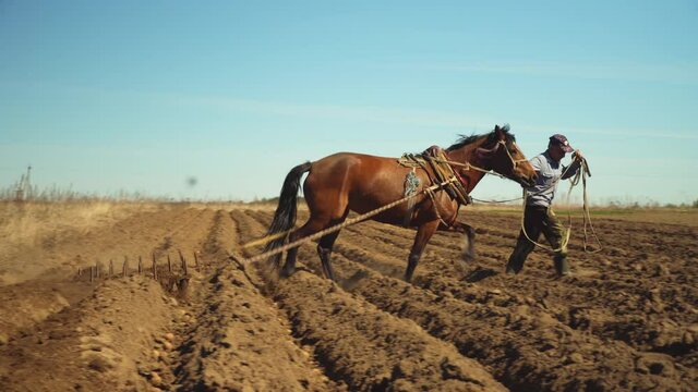 A farmer uses a horse drawn plow to work a field. Farmer uses an old metal blade plow to cut one furrow at a time using reins to guide the horse.