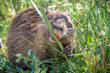 The swamp rat AKA Koypu or Nutria