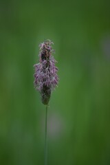 Beetle on Sedge