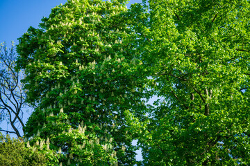 Fototapeta premium baum