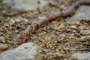 Earthworm on soil close-up