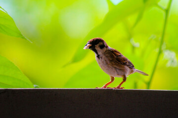 Eurasian Tree Sparrow