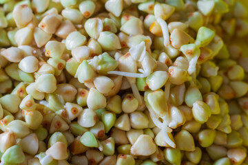 Macro photo of sprouted green buckwheat with sprouts and roots for healthy nutrition