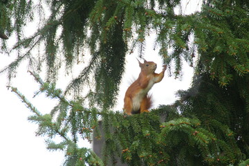 Fototapeta premium Eichhörnchen