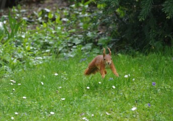 Eichhörnchen im Sprung 