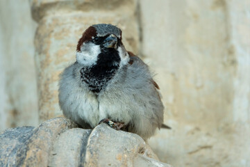 Spatz