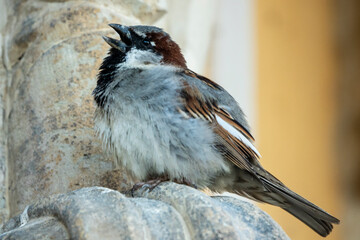 Spatz