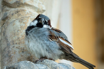 Spatz