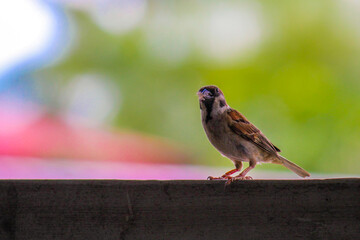 Eurasian Tree Sparrow