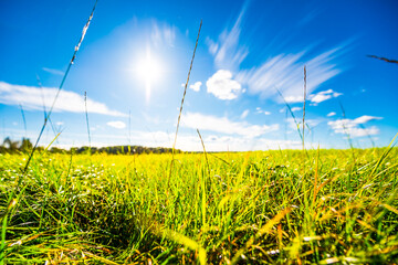In the field among the grass on a background of blue sky with clouds and sun. Close up view from...