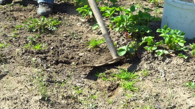 Close-up view of a hoe in the mud, weeding between strawberries. Weeding with a hoe between rows