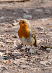 European robin, known simply as the robin or robin redbreast, Erithacus rubecula