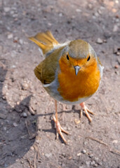 European robin, known simply as the robin or robin redbreast, Erithacus rubecula