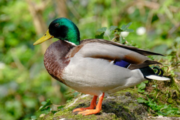 Mallard duck, Anas platyrhynchos