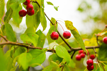 Ripe fruit of Chinese apple after rain