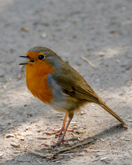 European robin, known simply as the robin or robin redbreast, Erithacus rubecula