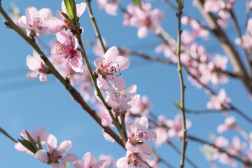 peach tree blossom with pink flowers at springtime