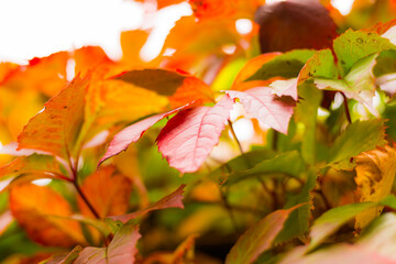 Leaves of wild vine. Close up view