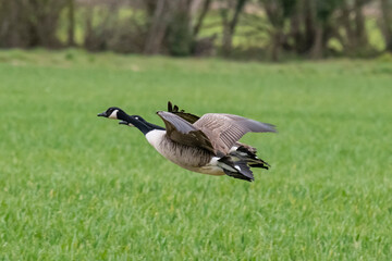 Canadian Geese in Flight