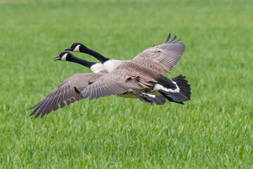 Canadian Geese in Flight