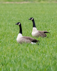 Canadian Geese in Flight