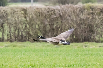 Canadian Geese in Flight