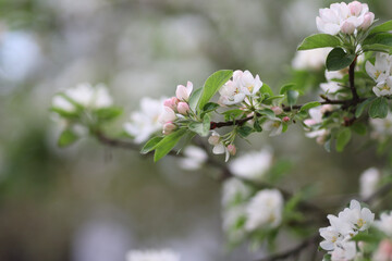 blossom in spring