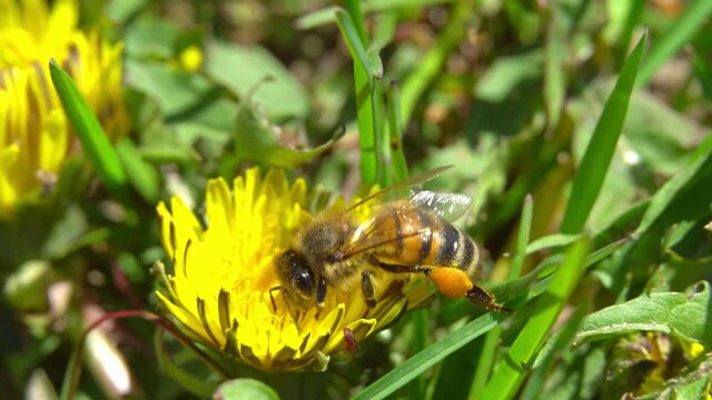 A flying honey bee covered in pollen collects nectar from a yellow dandelion close-up. Macro shots of a bee covered in pollen pollinating a flower.
