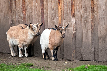 Westafrikanische Zwergziegen ( Capra aegagrus hircus ).